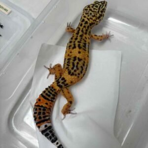 Tangerine Fire Line Black Night Cross - Betina - B251493 - RARE GENE
