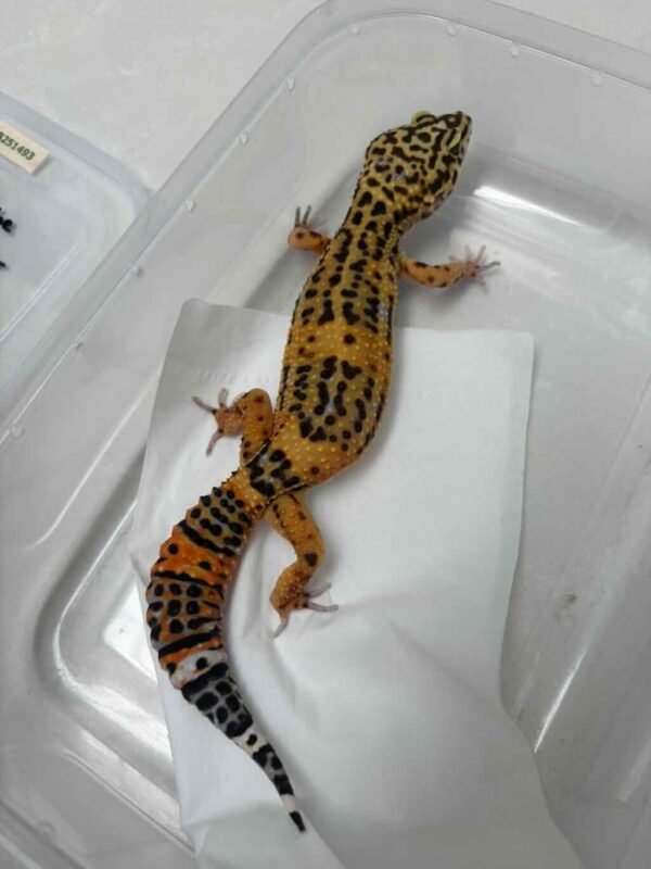 Tangerine Fire Line Black Night Cross - Betina - B251493 - RARE GENE