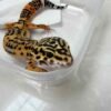 Tangerine Fire Line Black Night Cross - Betina - B251493 - RARE GENE