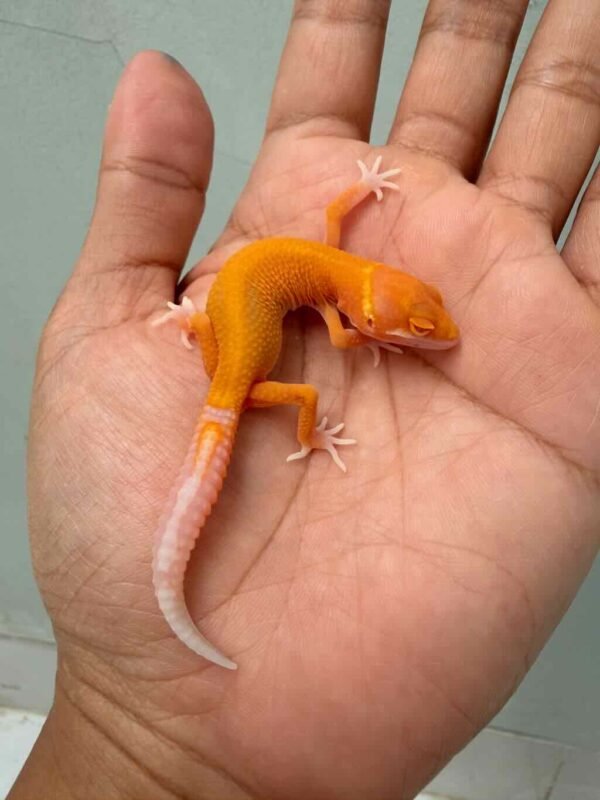 Bell Patty Stripe het Radar - incub Betina - R260703 - NICE COLOR