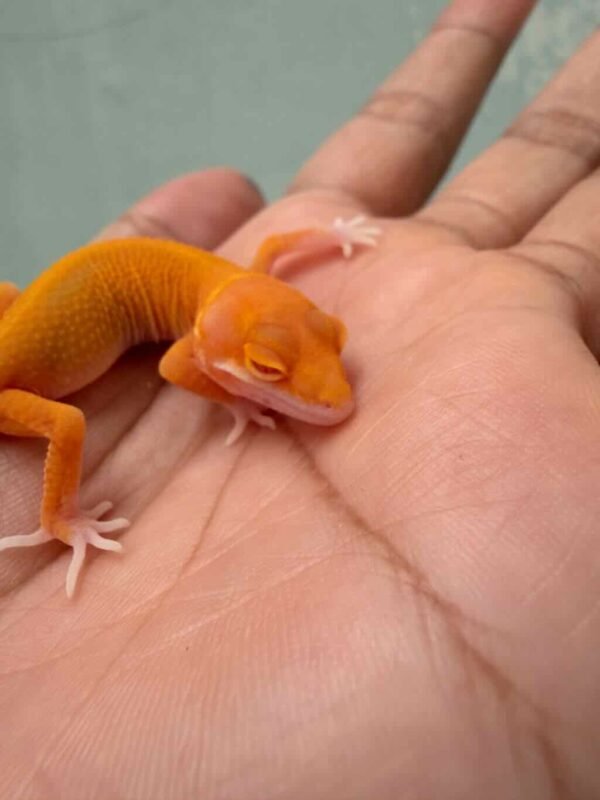 Bell Patty Stripe het Radar - incub Betina - R260703 - NICE COLOR