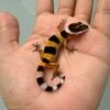 SHTCTB Tomato Line ph Tremper - incub Jantan - R260787