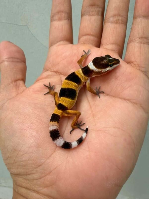 SHTCTB Tomato Line ph Tremper - incub Jantan - R260787
