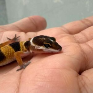 SHTCTB Tomato Line ph Tremper - incub Jantan - R260787
