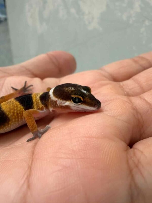 SHTCTB Tomato Line ph Tremper - incub Jantan - R260787