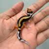 Tangerine Bold Stripe het Tremper - incub Betina - R260786