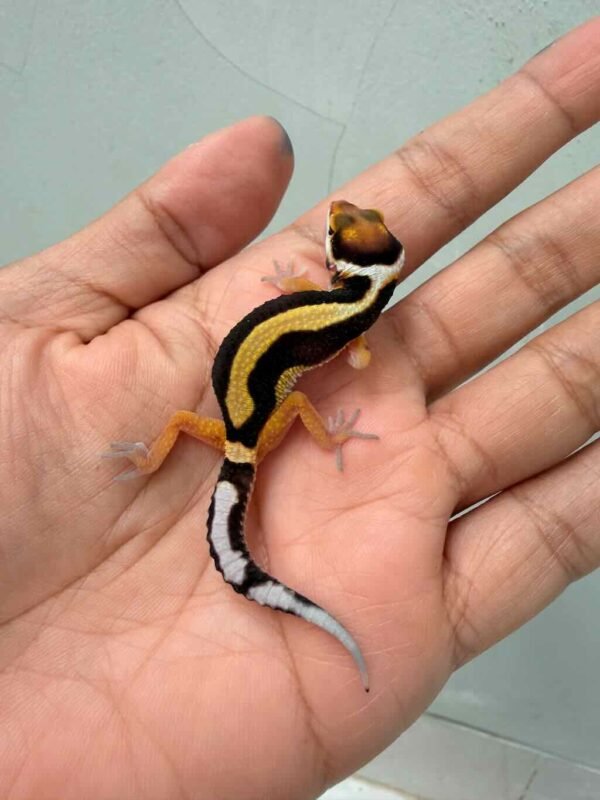 Tangerine Bold Stripe het Tremper - incub Betina - R260786