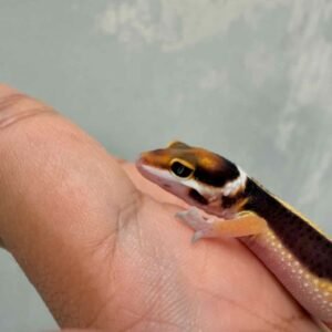 Tangerine Bold Stripe het Tremper - incub Betina - R260786
