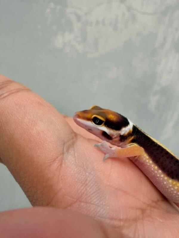 Tangerine Bold Stripe het Tremper - incub Betina - R260786