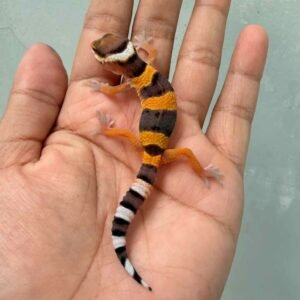 Tangerine Fire Line ph Tremper - incub Betina - R260665