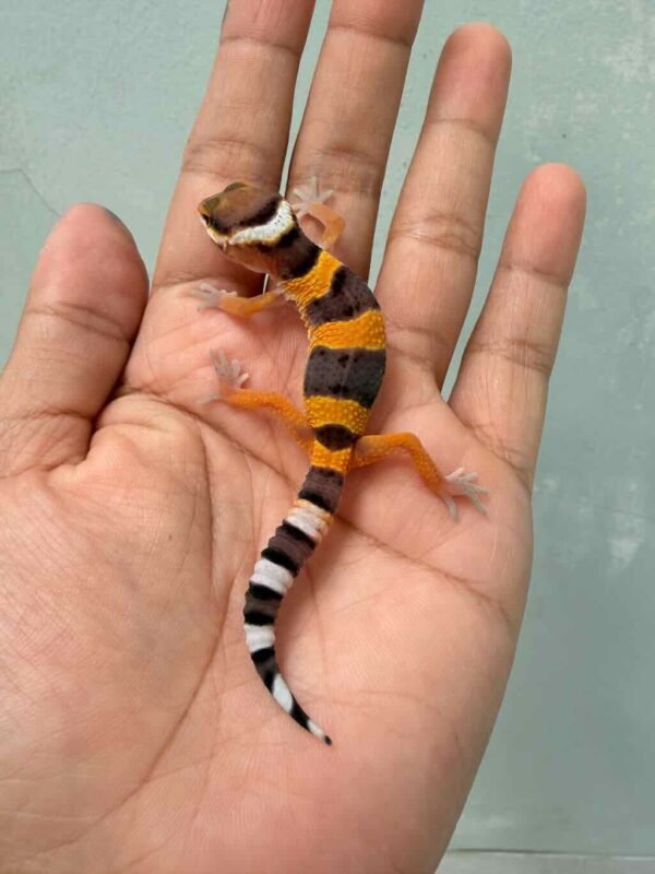 Tangerine Fire Line ph Tremper - incub Betina - R260665