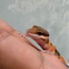 Tangerine Fire Line ph Tremper - incub Betina - R260665