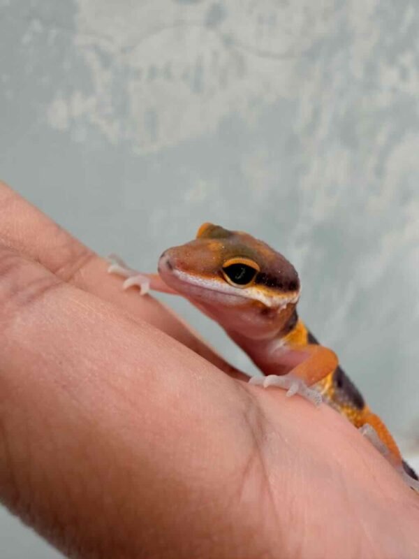 Tangerine Fire Line ph Tremper - incub Betina - R260665