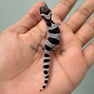 Mack Snow Black Night Cross het Blizzard Eclipse - incub Betina - R260725