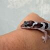 Mack Snow Black Night Cross het Blizzard Eclipse - incub Betina - R260725