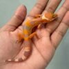 Hybino Angramainyu Cross - incub Jantan - R260444