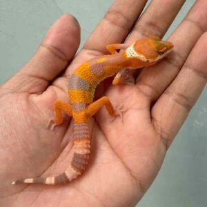 Hybino Angramainyu Cross - incub Jantan - R260444