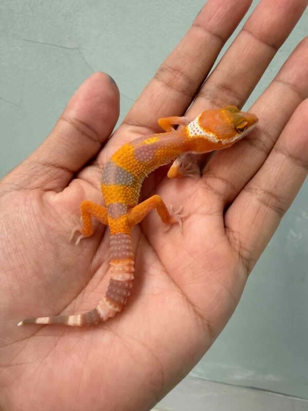 Hybino Angramainyu Cross - incub Jantan - R260444