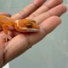 Hybino Angramainyu Cross - incub Jantan - R260444