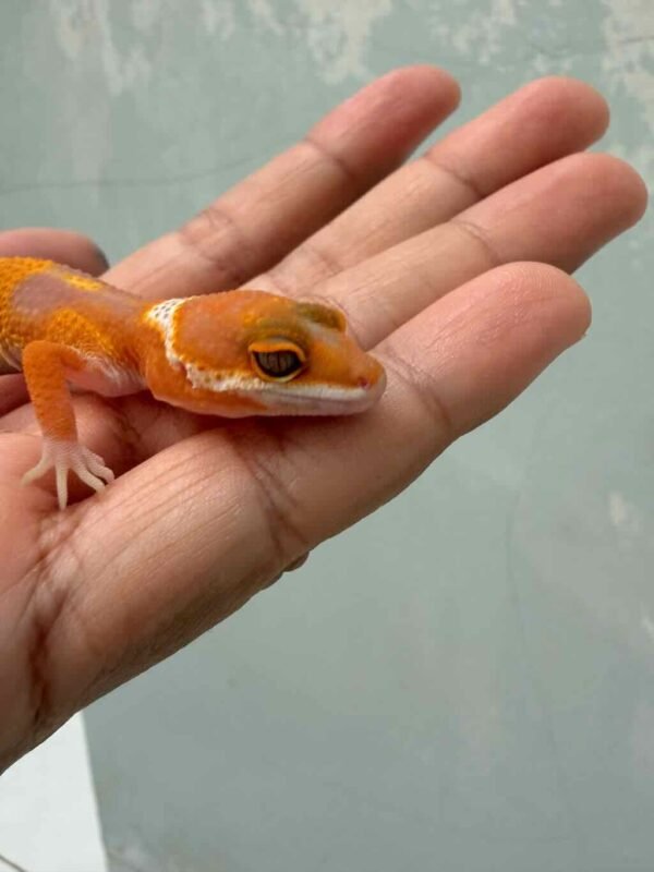 Hybino Angramainyu Cross - incub Jantan - R260444