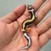 Bold Stripe poss White & Yellow - incub Betina - R260557