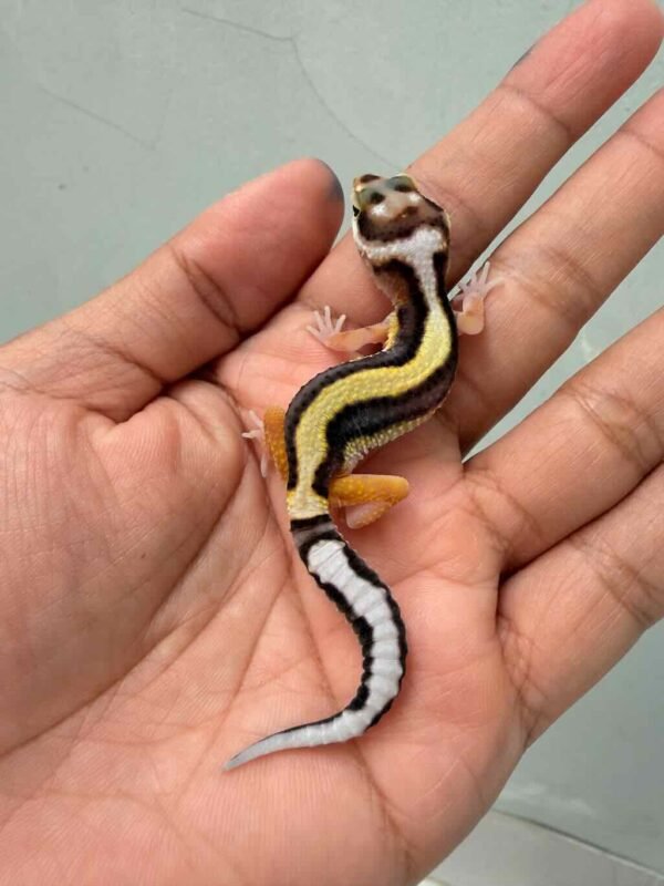 Bold Stripe poss White & Yellow - incub Betina - R260557