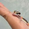 Bold Stripe poss White & Yellow - incub Betina - R260557