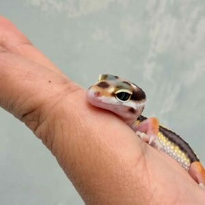 Bold Stripe poss White & Yellow - incub Betina - R260557