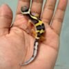 Tangerine Jungle het Tremper - incub Jantan - R260669