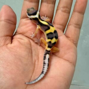 Tangerine Jungle het Tremper - incub Jantan - R260669
