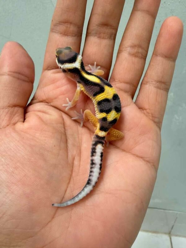 Tangerine Jungle het Tremper - incub Jantan - R260669