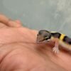 Tangerine Jungle het Tremper - incub Jantan - R260669