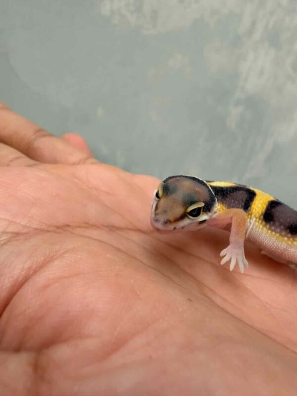 Tangerine Jungle het Tremper - incub Jantan - R260669