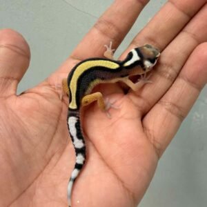 Bold Stripe ph Tremper - incub Betina - R260635 - BAHAN KONTES