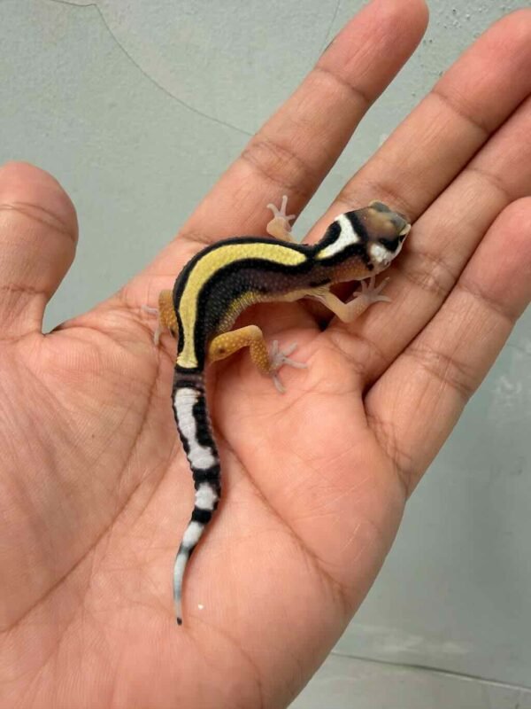 Bold Stripe ph Tremper - incub Betina - R260635 - BAHAN KONTES