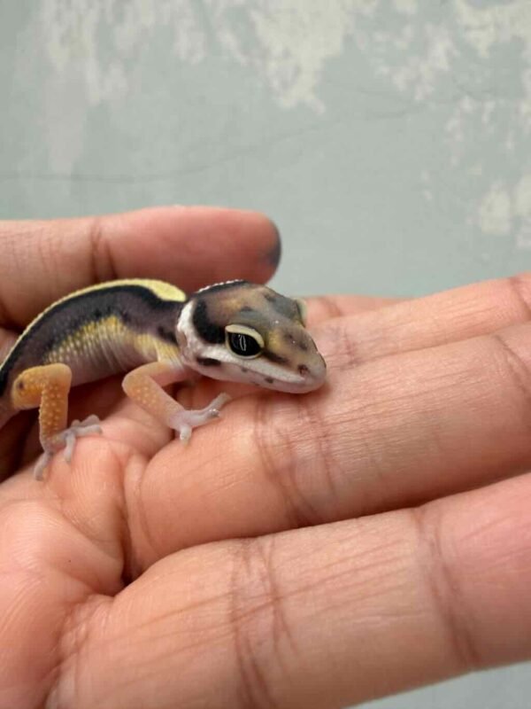 Bold Stripe ph Tremper - incub Betina - R260635 - BAHAN KONTES