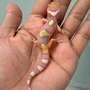 Tangerine Albino Jungle - incub Jantan - R260075 - NICE PATTERN