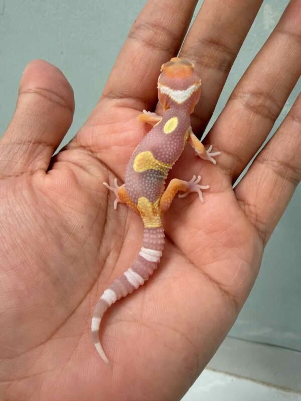 Tangerine Albino Jungle - incub Jantan - R260075 - NICE PATTERN