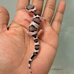 Mack Snow het RAPTOR ph DB MP - incub Betina - R260738 - RARE GENE
