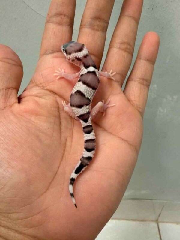 Mack Snow het RAPTOR ph DB MP - incub Betina - R260738 - RARE GENE