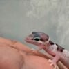 Mack Snow het RAPTOR ph DB MP - incub Betina - R260738 - RARE GENE