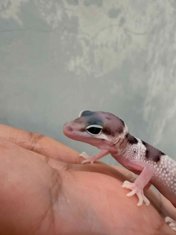 Mack Snow het RAPTOR ph DB MP - incub Betina - R260738 - RARE GENE
