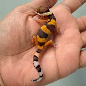 Hypo Tangerine Fire Line - incub Betina - R260749 - NEW PROJECT