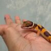Hypo Tangerine Fire Line - incub Betina - R260749 - NEW PROJECT