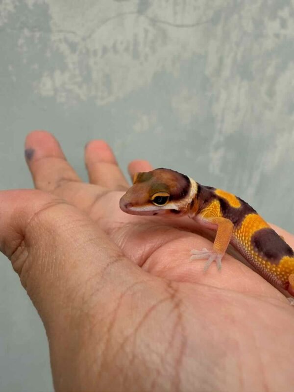 Hypo Tangerine Fire Line - incub Betina - R260749 - NEW PROJECT