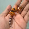 SHTCTB ph Tremper - incub Jantan - R260719