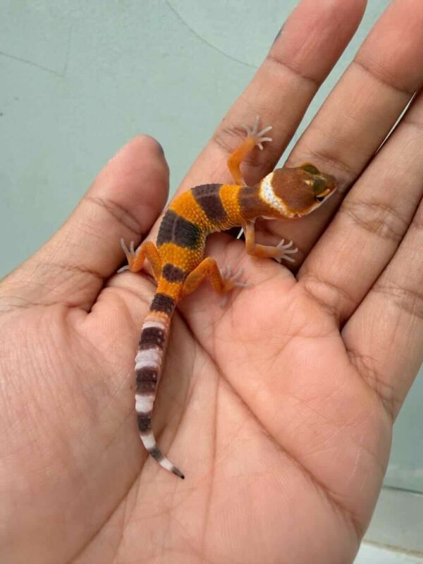 SHTCTB ph Tremper - incub Jantan - R260719