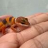 SHTCTB ph Tremper - incub Jantan - R260719