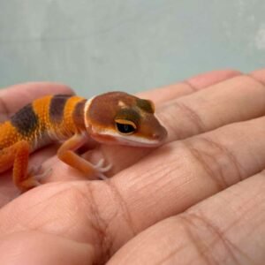 SHTCTB ph Tremper - incub Jantan - R260719