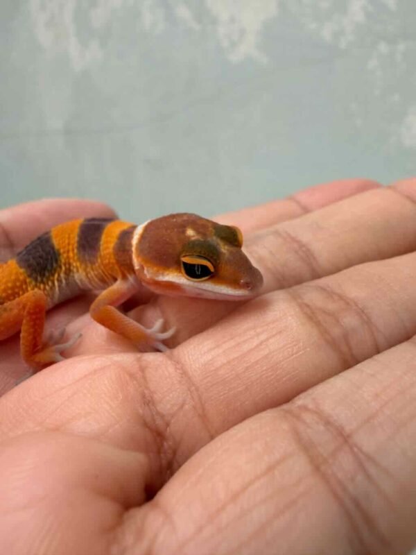 SHTCTB ph Tremper - incub Jantan - R260719